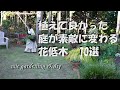 植えて良かった庭が素敵になる花低木　10選