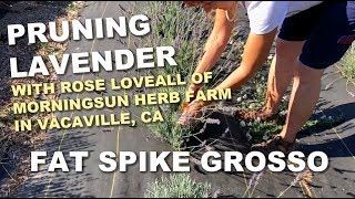 1/6 Pruning Lavender 'Fat Spike Grosso' at Morningsun Herb Farm by Morningsun Herb Farm 7,387 views 5 years ago 4 minutes, 54 seconds