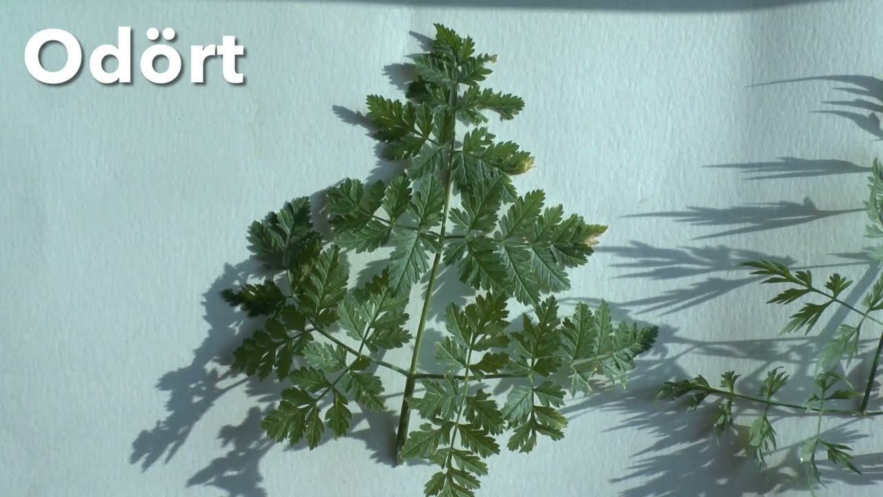 FÖRVÄXLINGSRISK! Blad från dödlig odört, vildpersilja, sprängört och deras jämförelser med hundkäx.