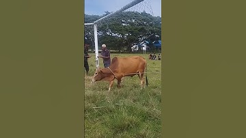 TANGKAP SAPI LUCU 🤣🤣 #cow #sapigemuk #sapi #sapipedaging #bull #sapimakan #sapijumbo #sapilucu #aceh