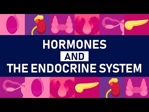 The Master Gland Inside Your Endocrine System