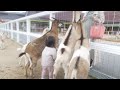 恐れを知らなかったときの桐乃
