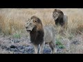 What Happened to the Mighty Orpen Male Lions? | A Tintswalo Tribute