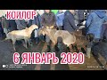 СОКУЛУК МАЛ БАЗАР • КОЙЛОР • ЭЧКИЛЕР • 2020