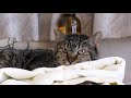 【保護猫】団子隊員はステロイド卒業を目指すも残念な結果でした・・・・【魚くれくれ野良猫製作委員会】