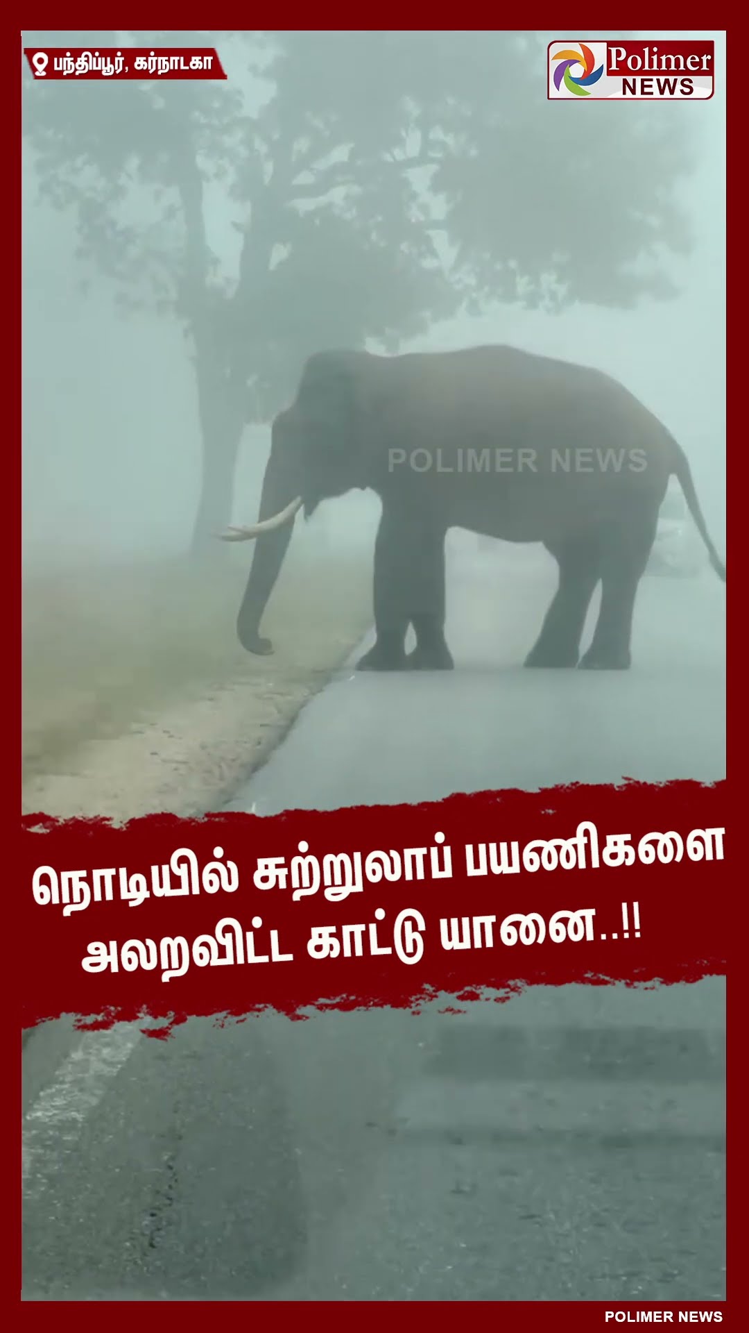 நொடியில் சுற்றுலாப் பயணிகளை அலறவிட்ட காட்டு யானை..!!  #shorts