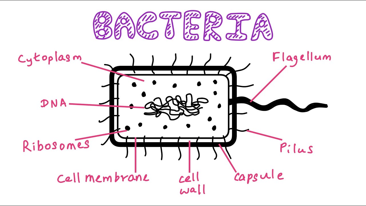 How To Draw Label Bacteria Youtube Science Diagrams Teaching Labels