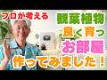 【解決！】観葉植物がよく育つ環境を作ってみた！