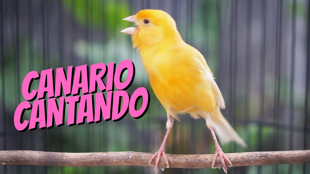 Canário Belga Cantando Muito: O Melhor Canto para Treinar seu Pássaro #10