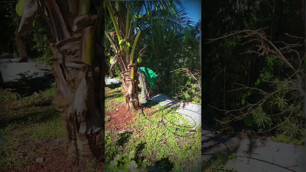 Mosquito Misting System install at an oasis. 