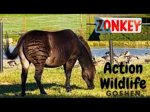 Video: Action Wildlife - CT Drive-Through Safari & Petting Zoo