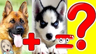 The most lovely hybrid dogs of different breeds // MoMo