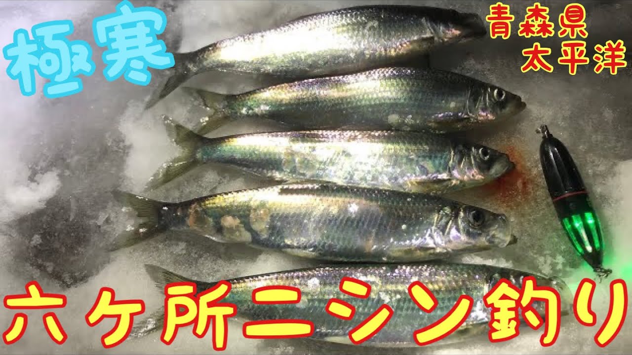 今年最後の1台です・・・ニシン釣り 極寒爆風釣行】冬の釣り 尾駮ニシン 沼ニシン ワカサギ サビキ釣り