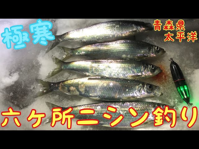 極寒爆風釣行】冬の釣り 尾駮ニシン 沼ニシン ワカサギ サビキ釣り