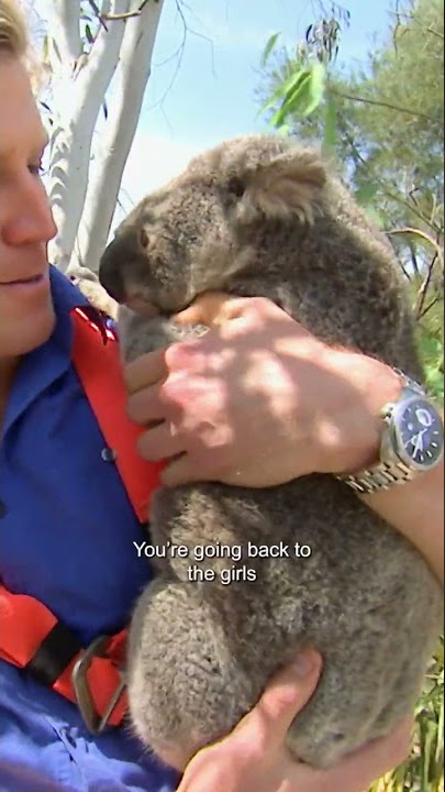 Koala Runs From 4 Girlfriends | Bondi Vet #shorts