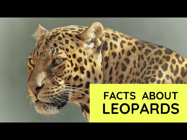 Kid have leopard