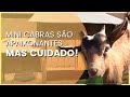 CRIAÇÃO DE MINI CABRAS -  PET NÃO CONVENCIONAL - MANEJO E DICAS - Criatório Pestana Aves Ornamentais