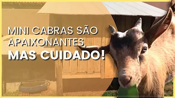 Que tamanho fica uma mini cabra?