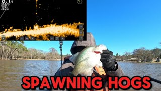 Lake Houston Crappie Spawn Is Here!!!!!