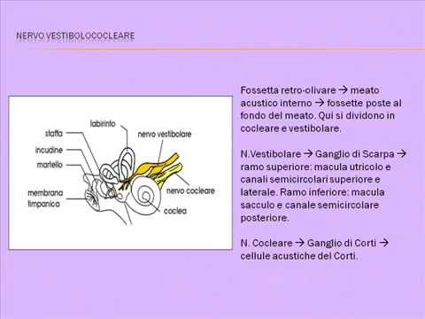 8° nervo cranico - Il nervo Vestibolococleare