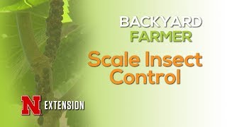 Scale Insect Control