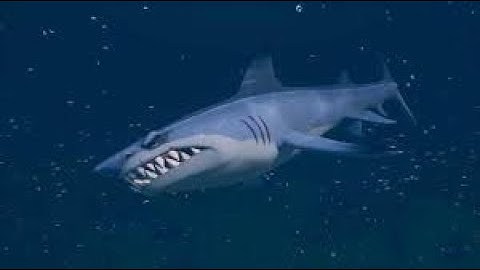 6 minutes and 35 seconds of broken sharks