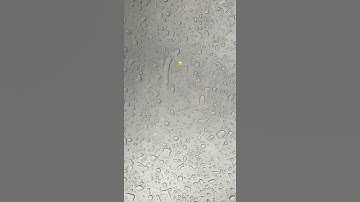 THRILL PILL - Зависимость (Snippet 23/04/2021)