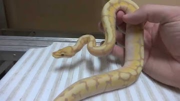 Desert Ghost and Banana Fire Spider