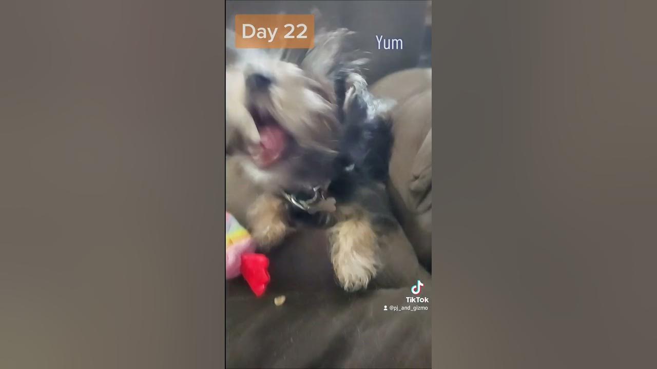 Barkbox Advent Calendar For Sale