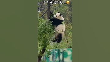 Wherever There Is Bottled Milk, There Are Baby Pandas | #Panda #shorts #amazing #viral #viralshort