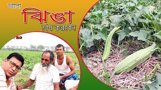 ভালো  ঝিঙা চাষ করবেন | ঝিঙ্গা চাষ পদ্ধতি | জেনে নিন ঝিঙা চাষ | কিভাবে সফল হবেন