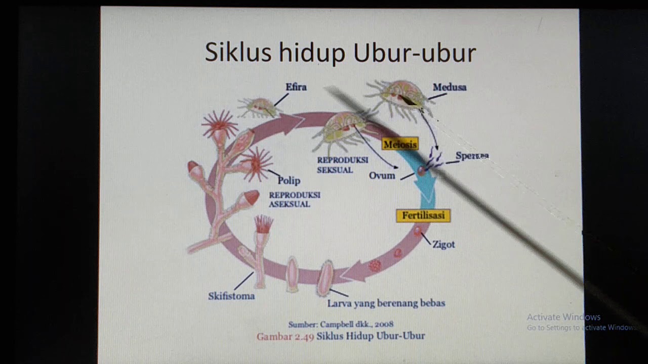  SIKLUS HIDUP HEWAN  TEKNOLOGI REPRODUKSI YouTube