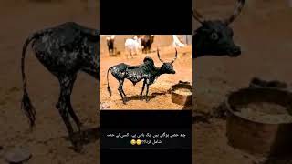jis jis NY hisa dalna to comment main btay #driverlife