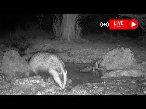 Wildlife in the Forest - Live Camera with sound || fox, badger, marten, deer and birds