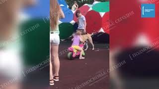 Бездомная собака в Люберцах растерзала йоркширского терьера и серьезно ранила его хозяйку Бездомная собака в Люберцах растерзала йоркширского терьера и серьезно ранила его хозяйку