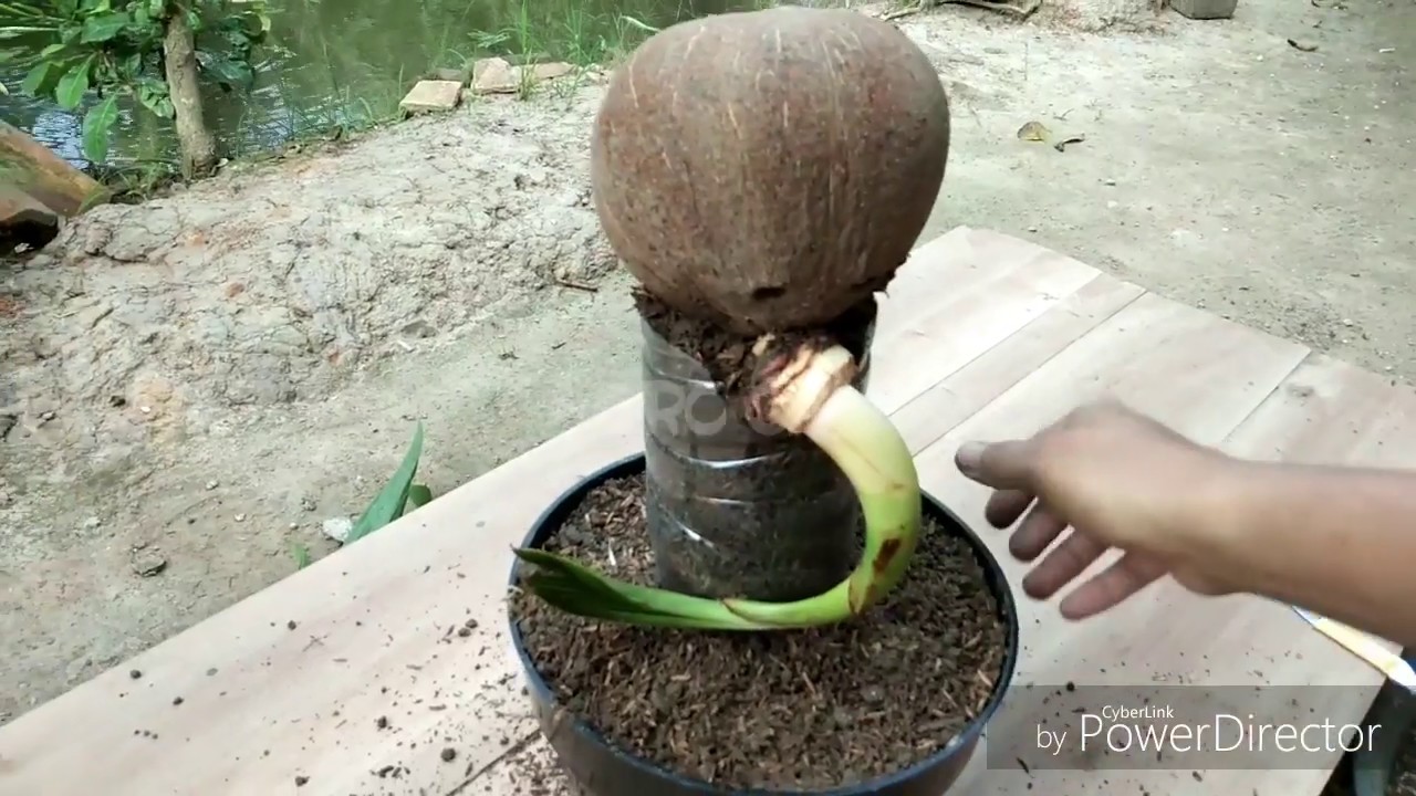  Bonsai  kelapa  unik  YouTube