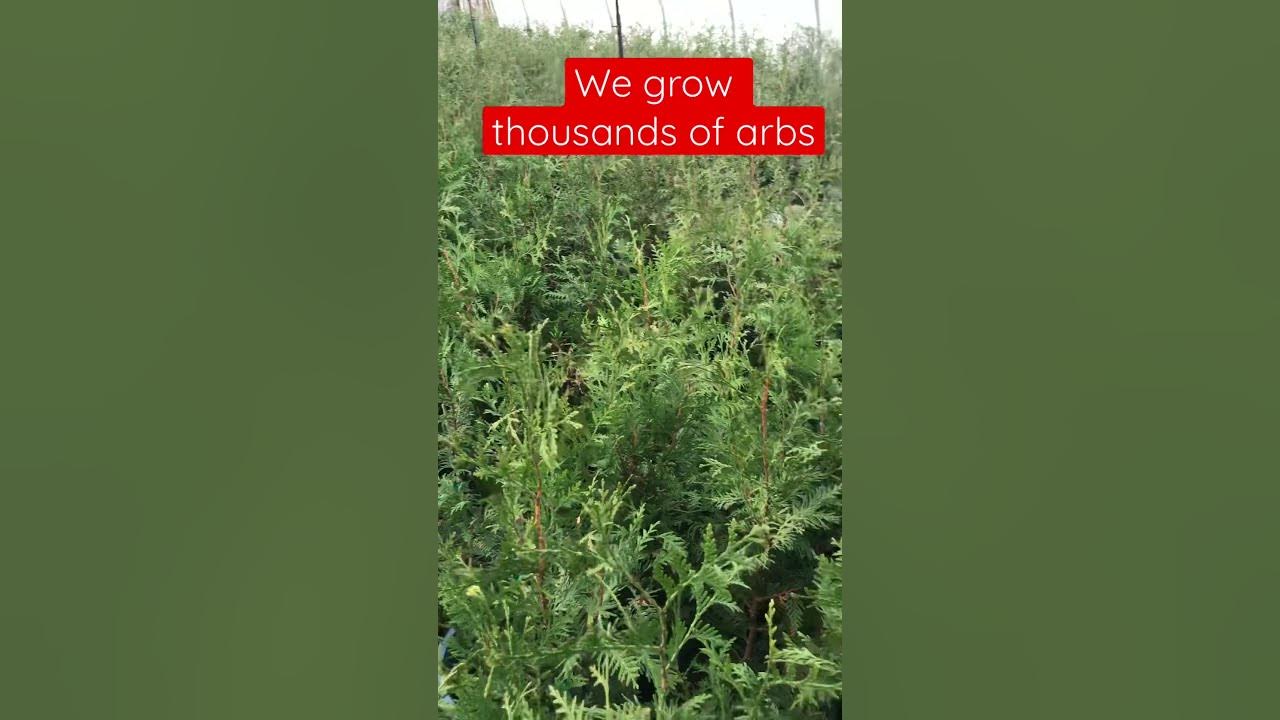 Highland Hill Farm grows thousands of arborvitae at Highland Hill Farm