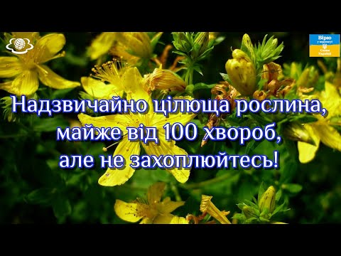 Надзвичайно цілюща рослина, майже від 100 хвороб, але не захоплюйтесь!