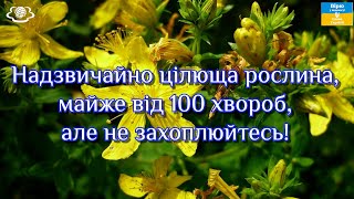 Надзвичайно цілюща рослина, майже від 100 хвороб, але не захоплюйтесь!