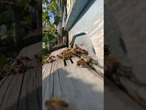 Sarıca attack 😱
