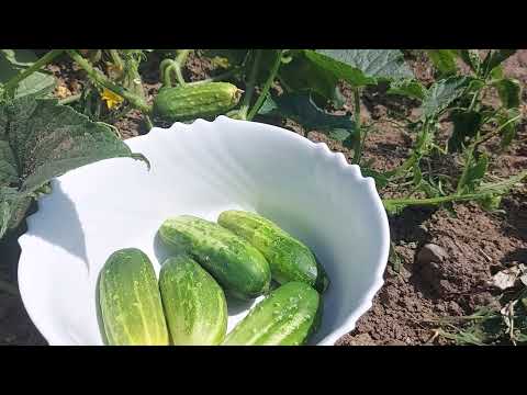 Видео: Придружаващи билки - Научете за придружаващото засаждане с билки