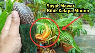 CARA SAYAT MAWAR BIBIT BONSAI KELAPA MINION | COCONUT BONSAI