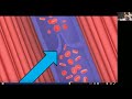 Arteries and Veins | KayScience GCSE Exam Topic Walkthrough