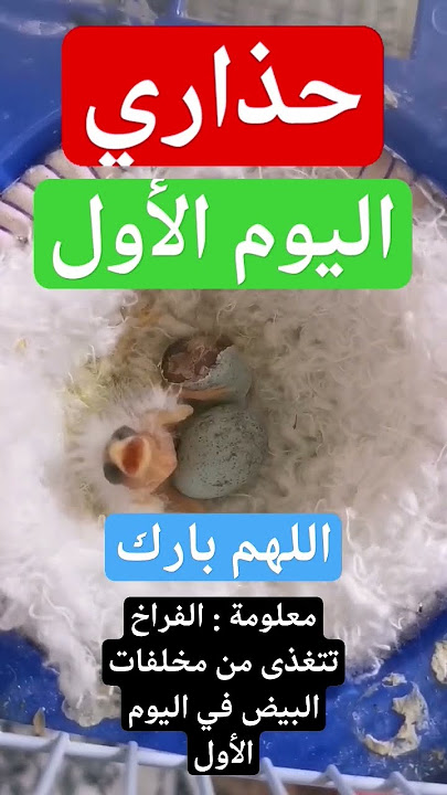 خطأ يقتل فراخ الكناري - أنثى الكناري ستحرمك من البيض و تأكله فحذاري