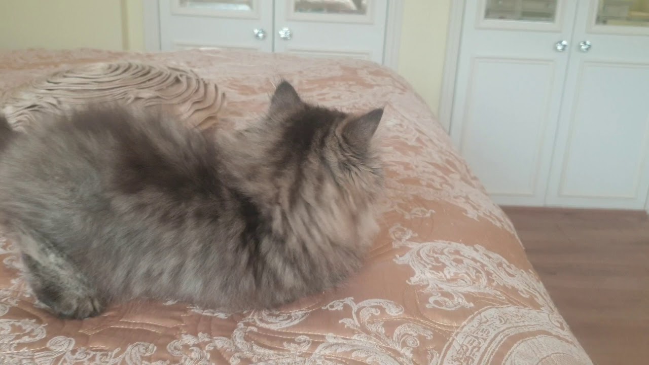 "Tallulah" Standard Minuet Persian, Napoleon kitten 12 weeks 😍