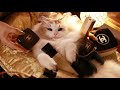          asmrroleplay the worlds priciest gold chanel cat spa