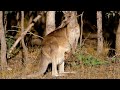 Marsupial Characteristics and Development