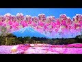 はるな愛「BONダンス」(Music Video)