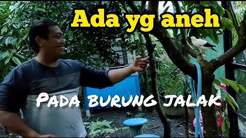 KEANEHAN dalam Aviary Punya  Saya