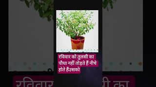 रविवार को तुलसी जी को क्यों नहींचाहिए #bhajannavratri #viral #lifeisbutadream #trending #ent